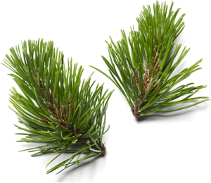 Pin la plante