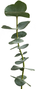 eucalyptus mentisan