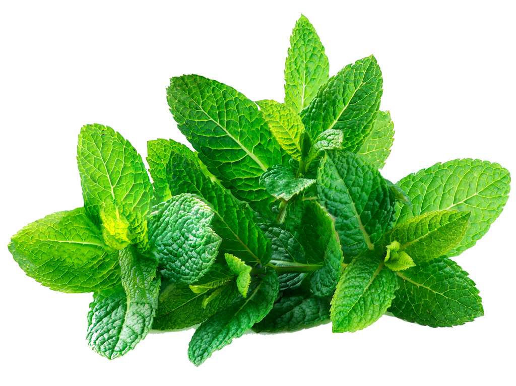 menthol