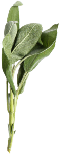sauge la plante